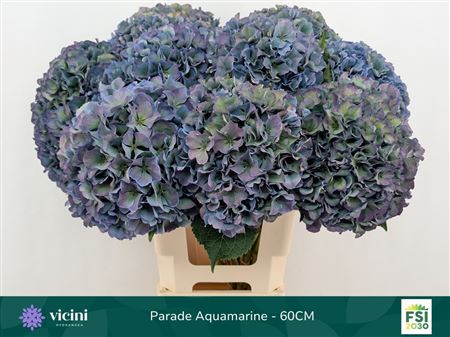 Hydrangea Royal Parade Classic 60cm 18-20cm Hd
