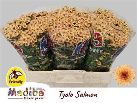 Chrysanth Santini Madiba Tyolo Salmon 55cm 36gr.