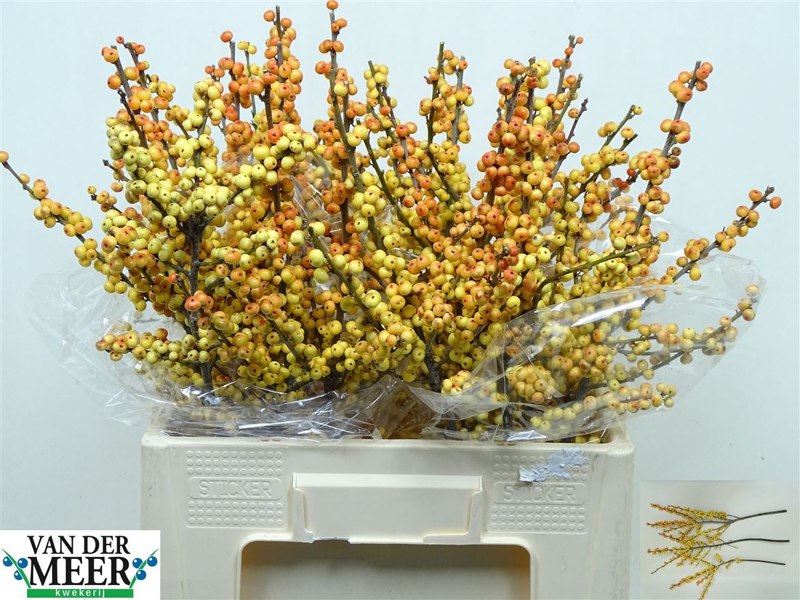 Ilex Magical Cresgold 60cm