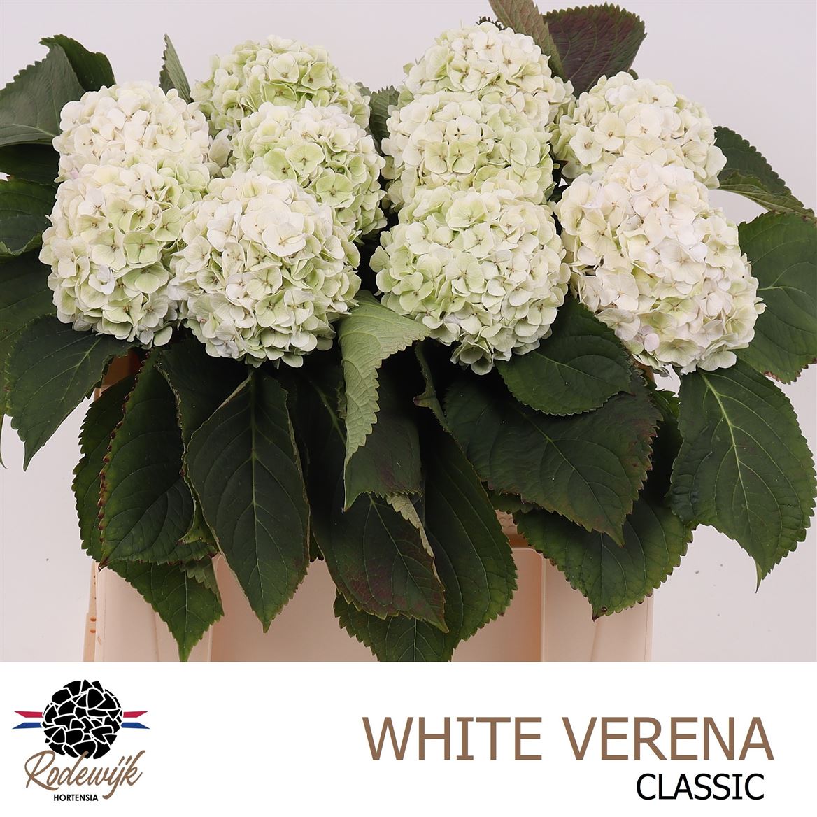Hydrangea White Verena Classic 50cm 11-13cm Hd