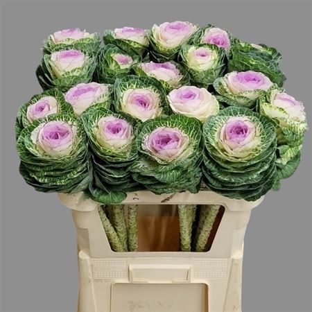 Brassica Crane Bicolour 75cm