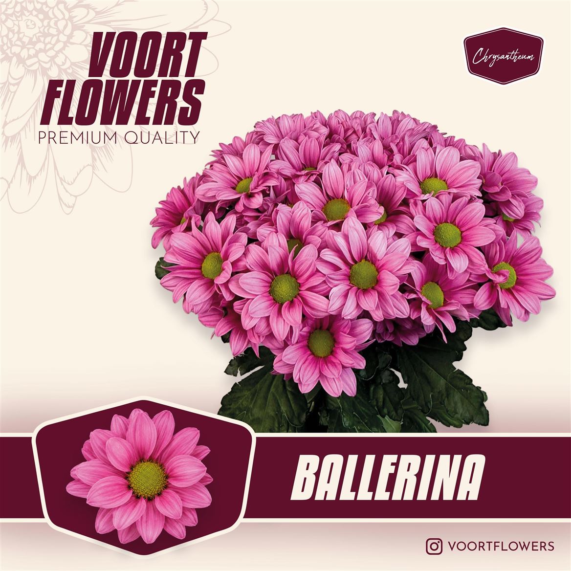 Chrysanth Spray Ballerina's 70cm 85gr.