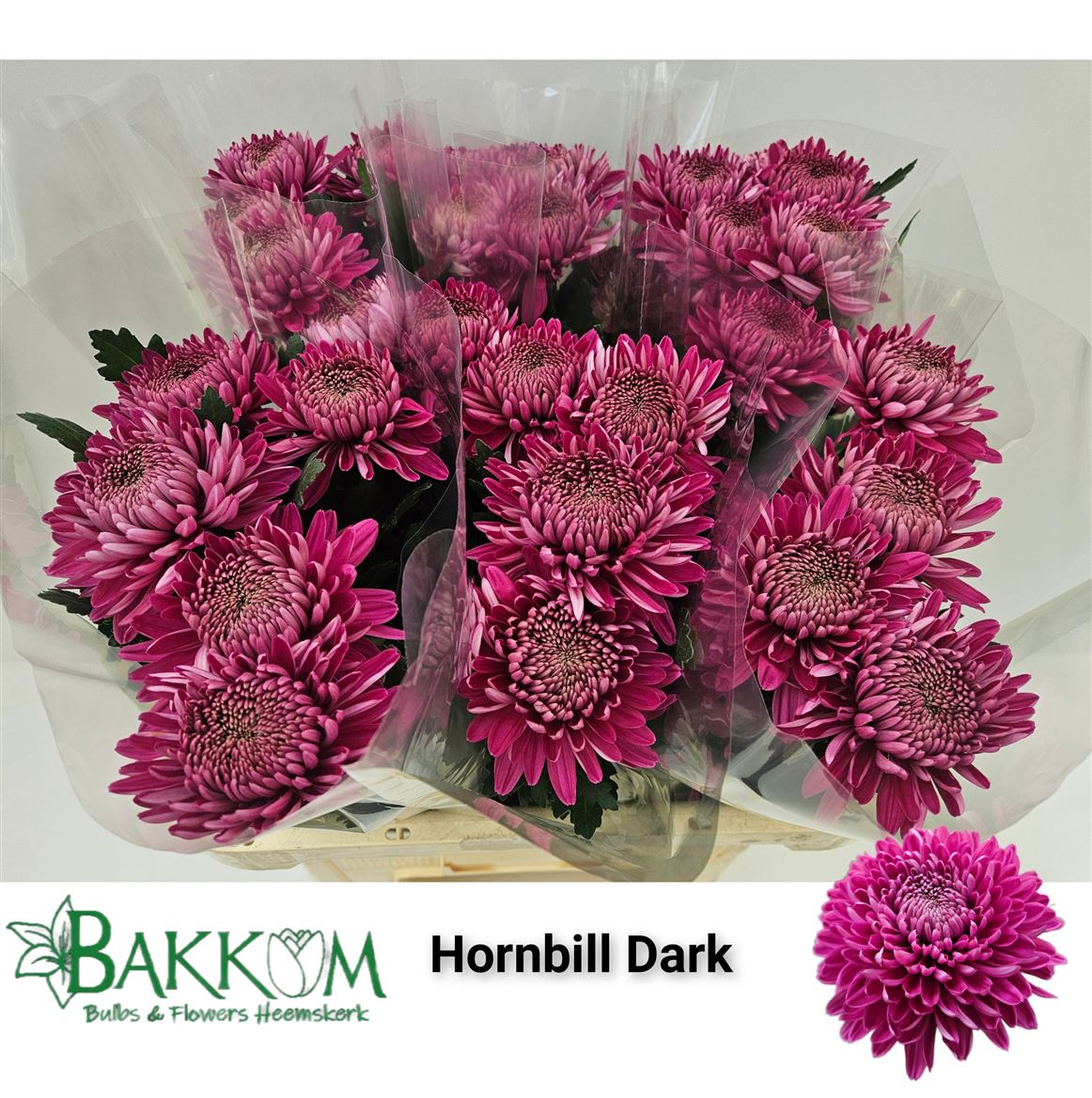 Chrysanth Single Hornbill Dark 70cm 85gr.