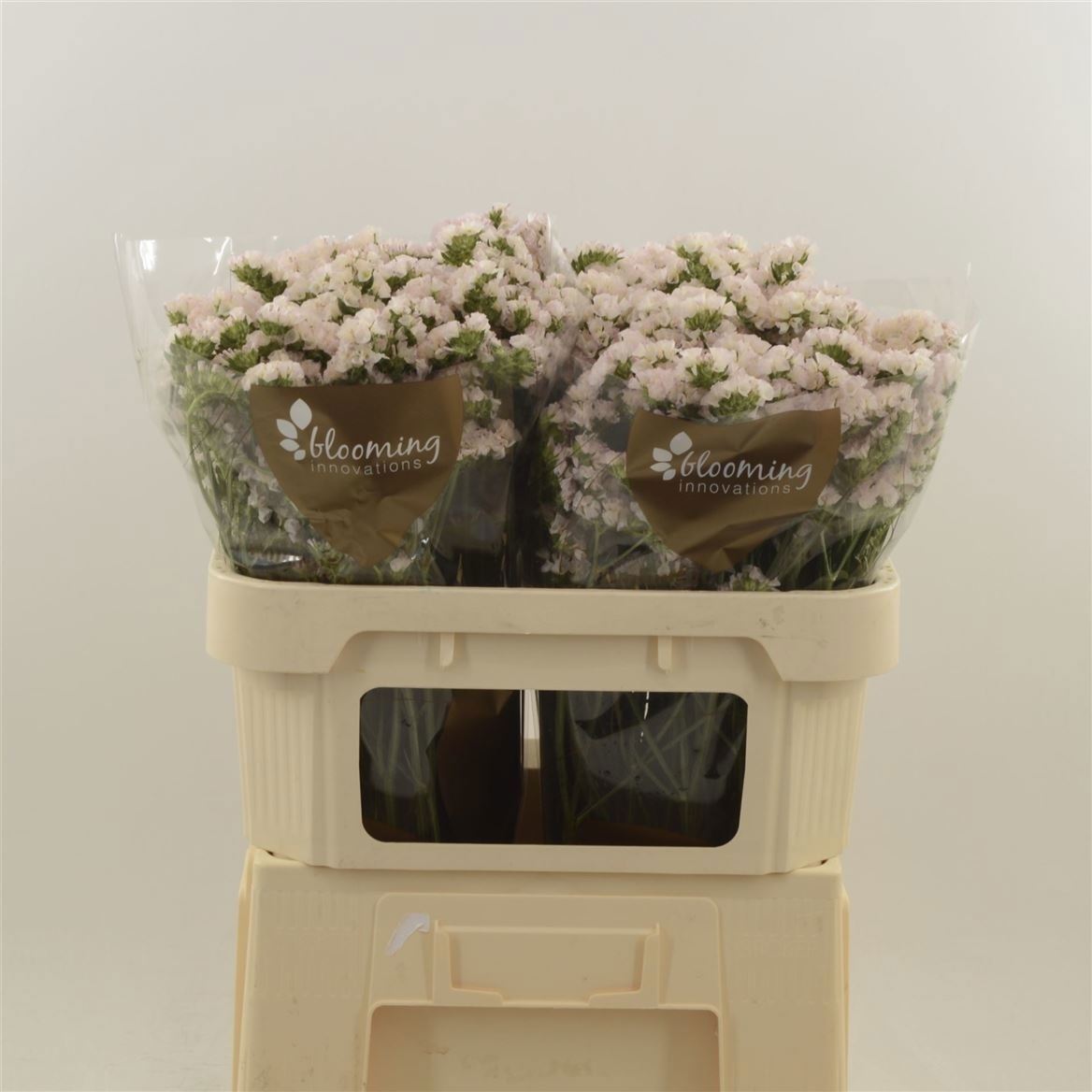 Limonium Sinuatum Apricot Sun Birds 80cm 45gr.