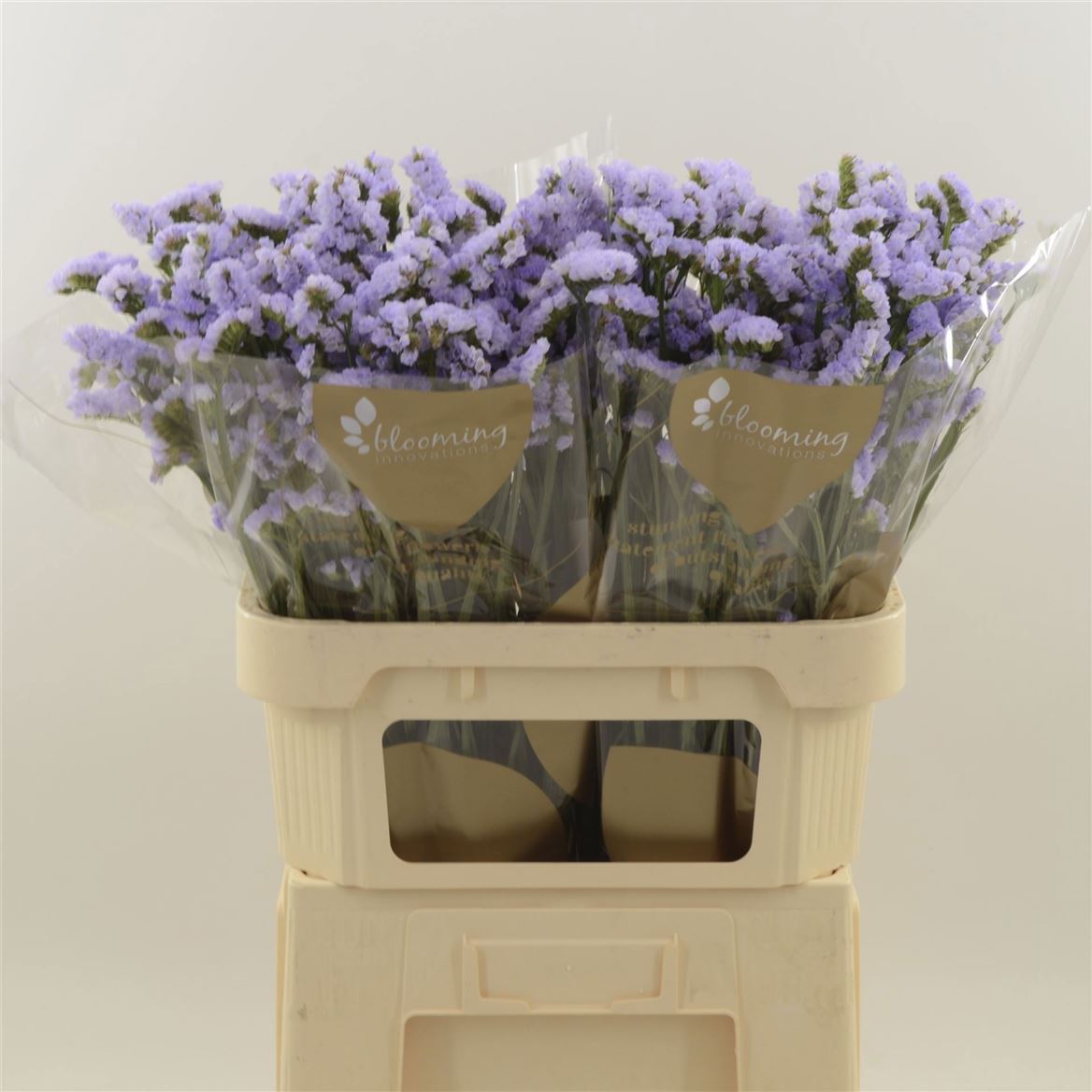 Limonium Sinuatum Donau Birds 80cm 45gr.