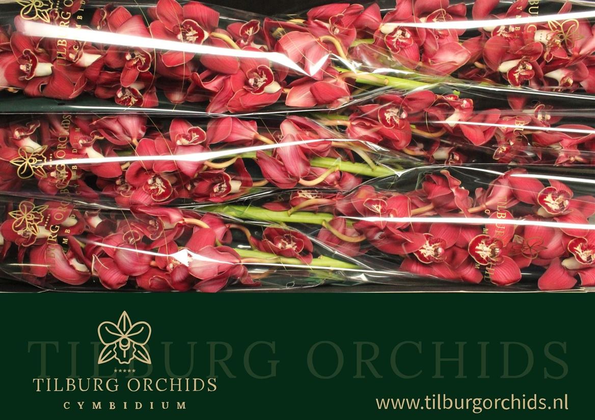 Cymbidium Flameflor 80cm