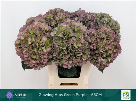 Hydrangea Glowing Alps Purple Classic 65cm 19-21cm Hd