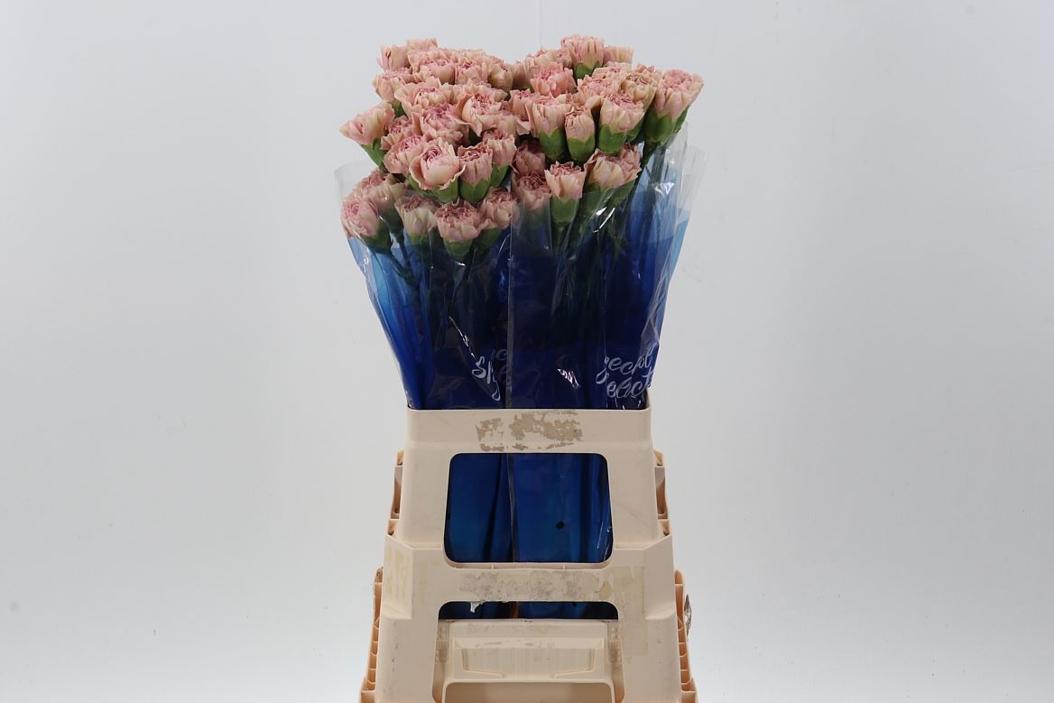 Dianthus Single Creola 70cm