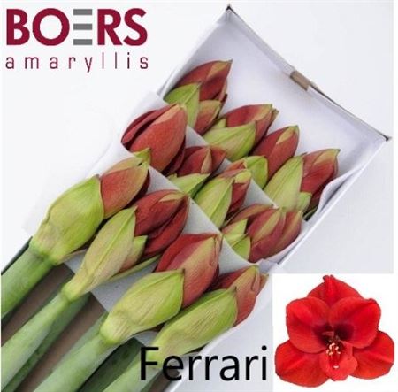 Hippeastrum Ferrari 70cm