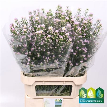 Aster Claudia 90cm 40gr.