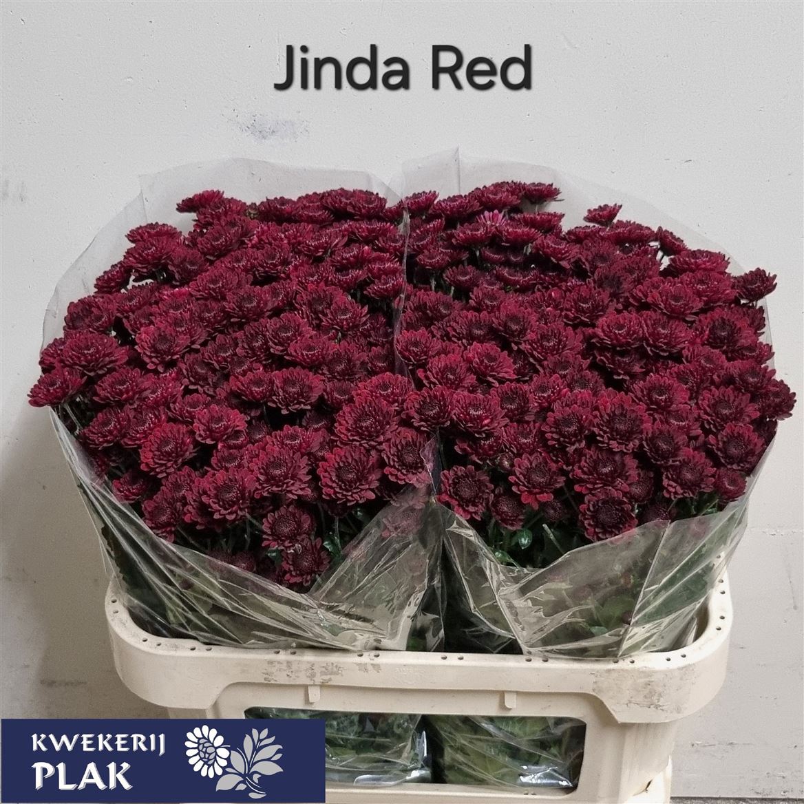 Chrysanth Santini Jinda Red 72cm 48gr.