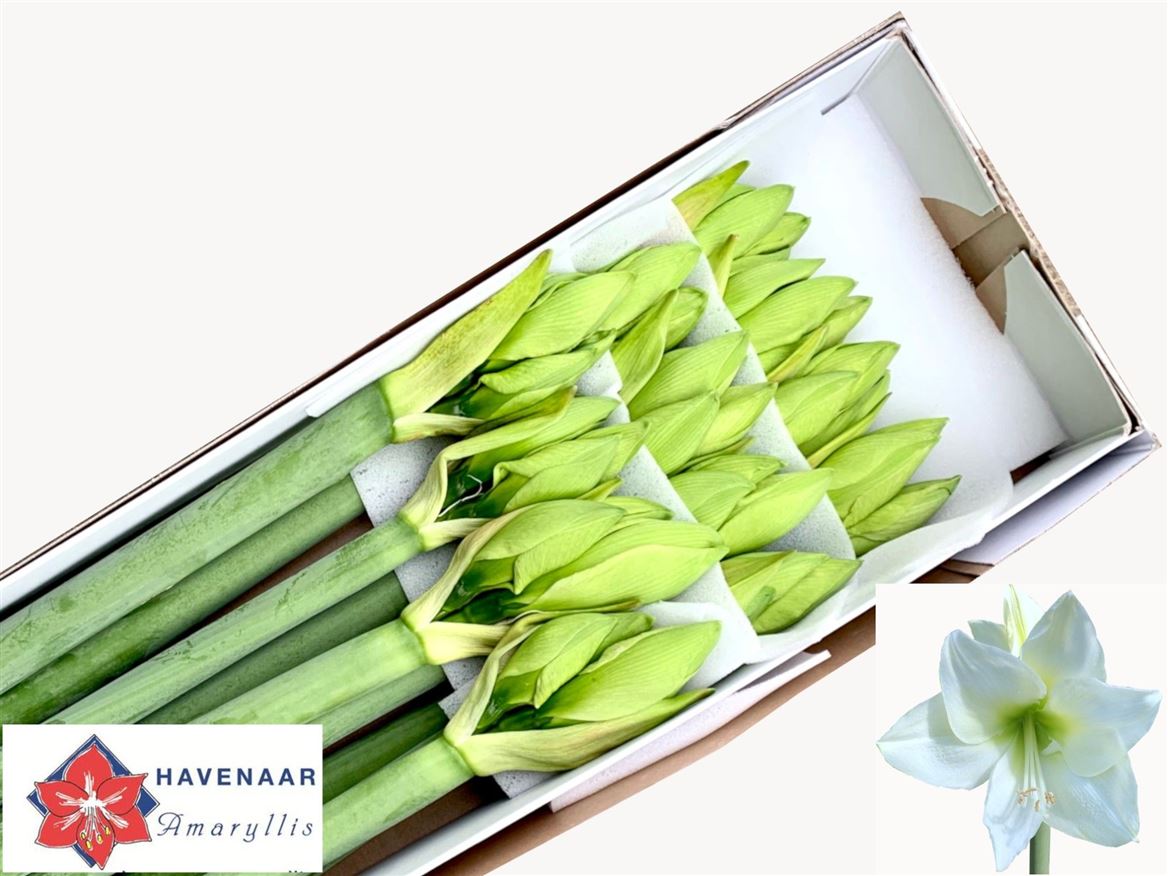 Hippeastrum Albarino 80cm