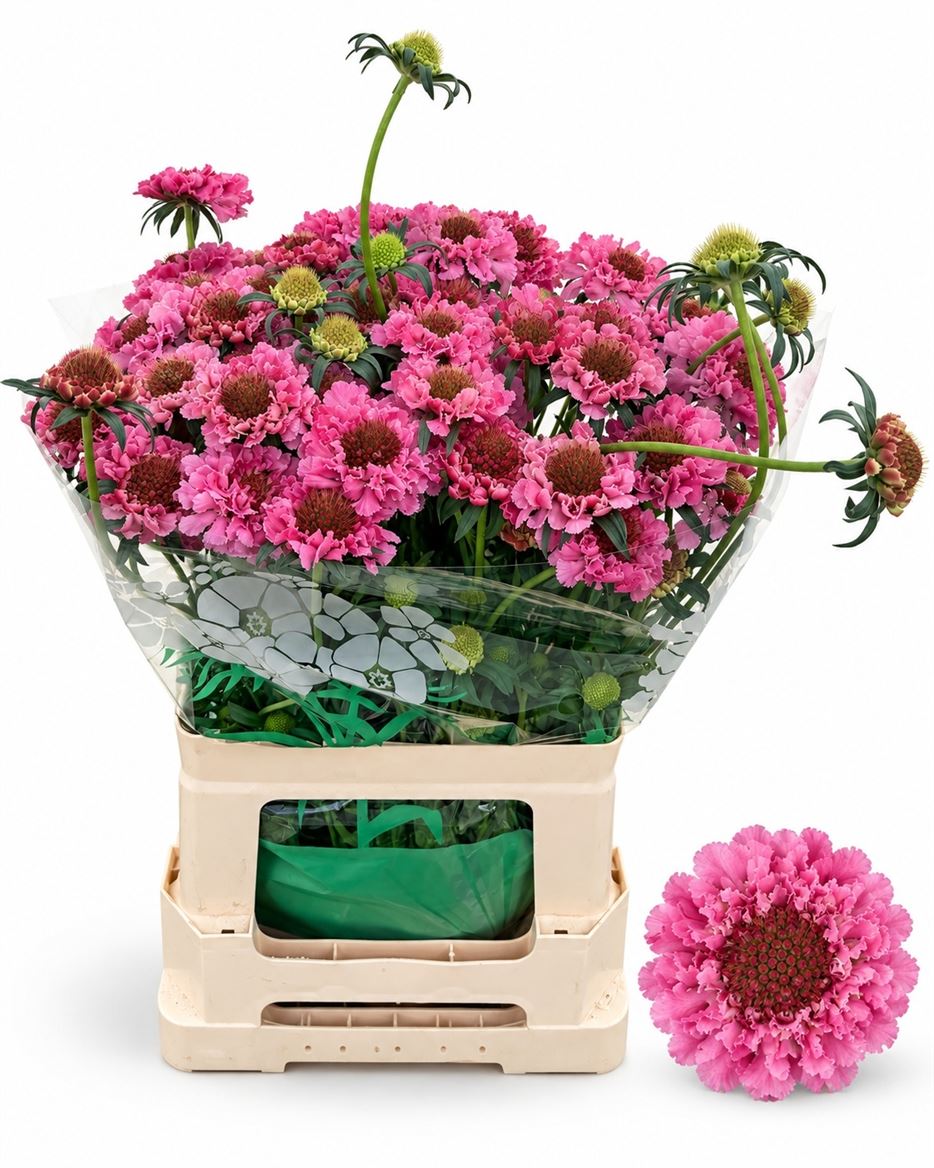 Scabiosa Candy Scoop 60cm