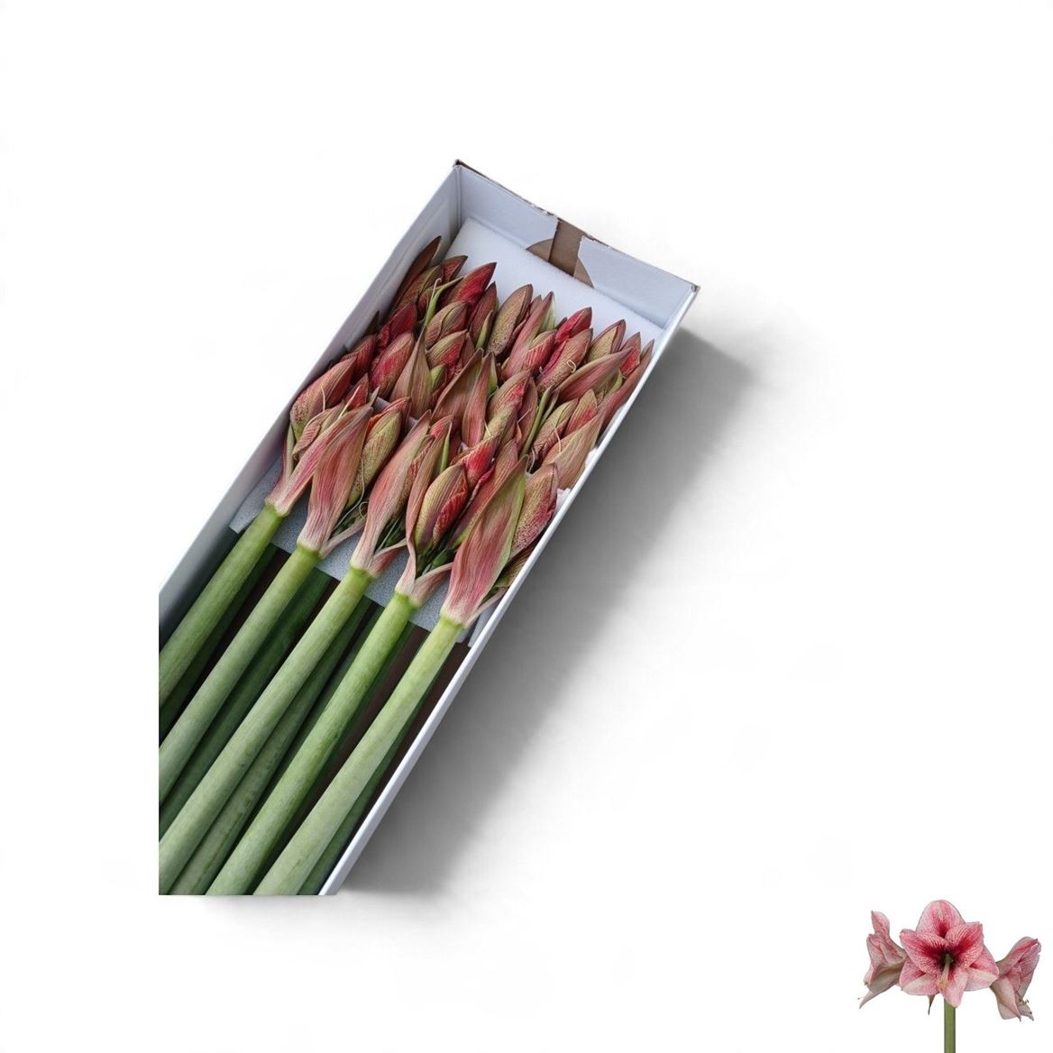 Hippeastrum Revelation 70cm