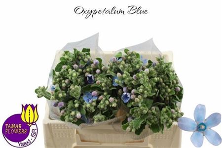Oxypetalum Tanioka Pure Blue 40cm