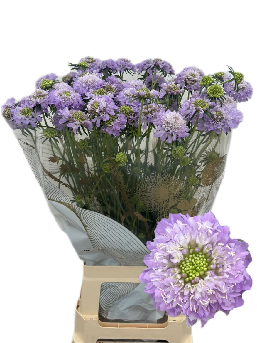 Scabiosa Dark Lavender Bon Bon Scoop 65cm