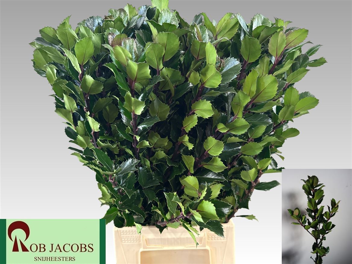 Ilex Leaf Blue Prince 60cm